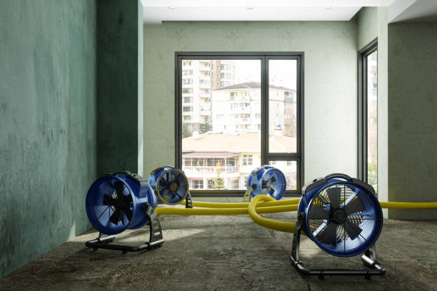 Best Mold removal after water damage  in Pittsville, MD